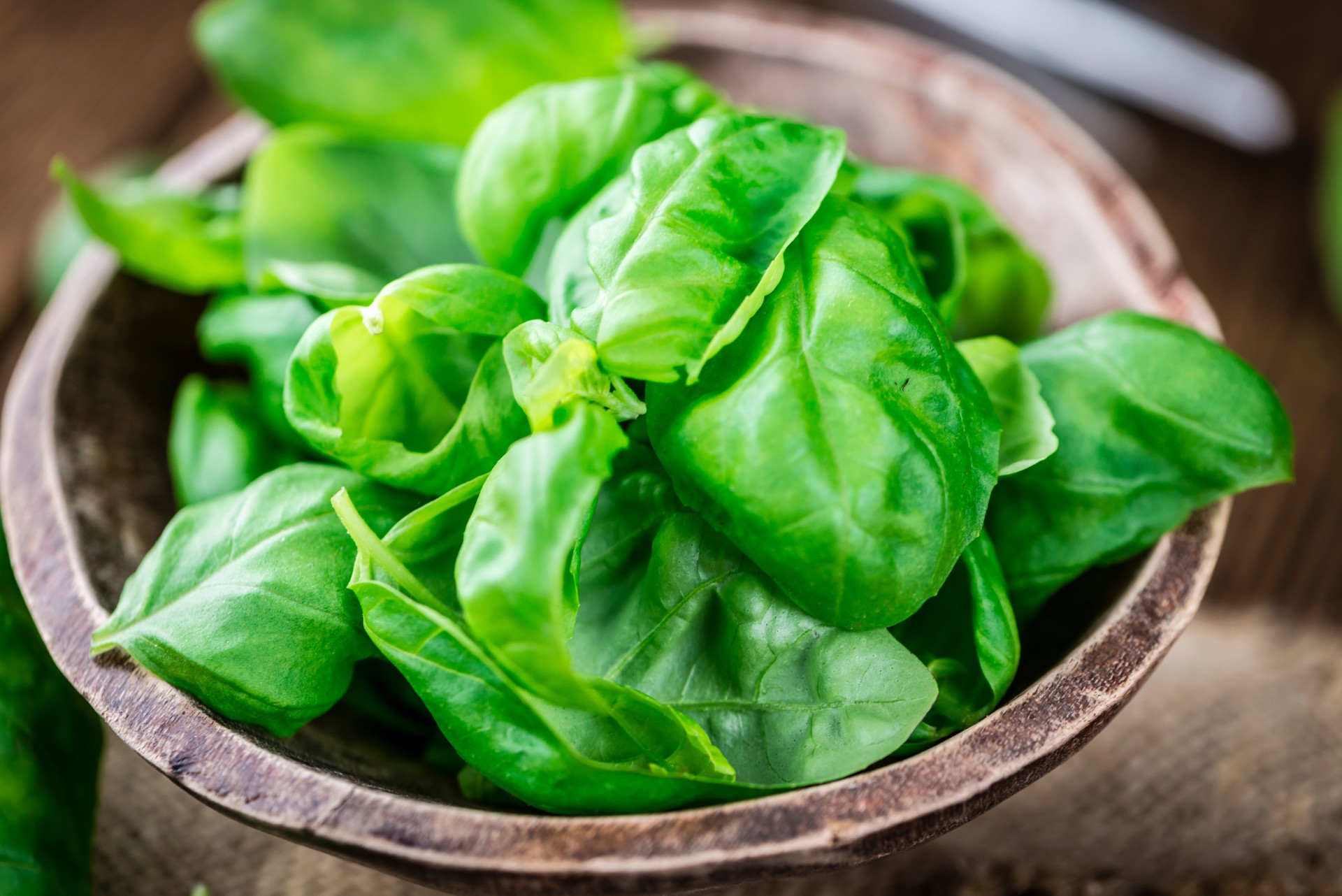 Basil Leaves (selective focus; close-up shot)