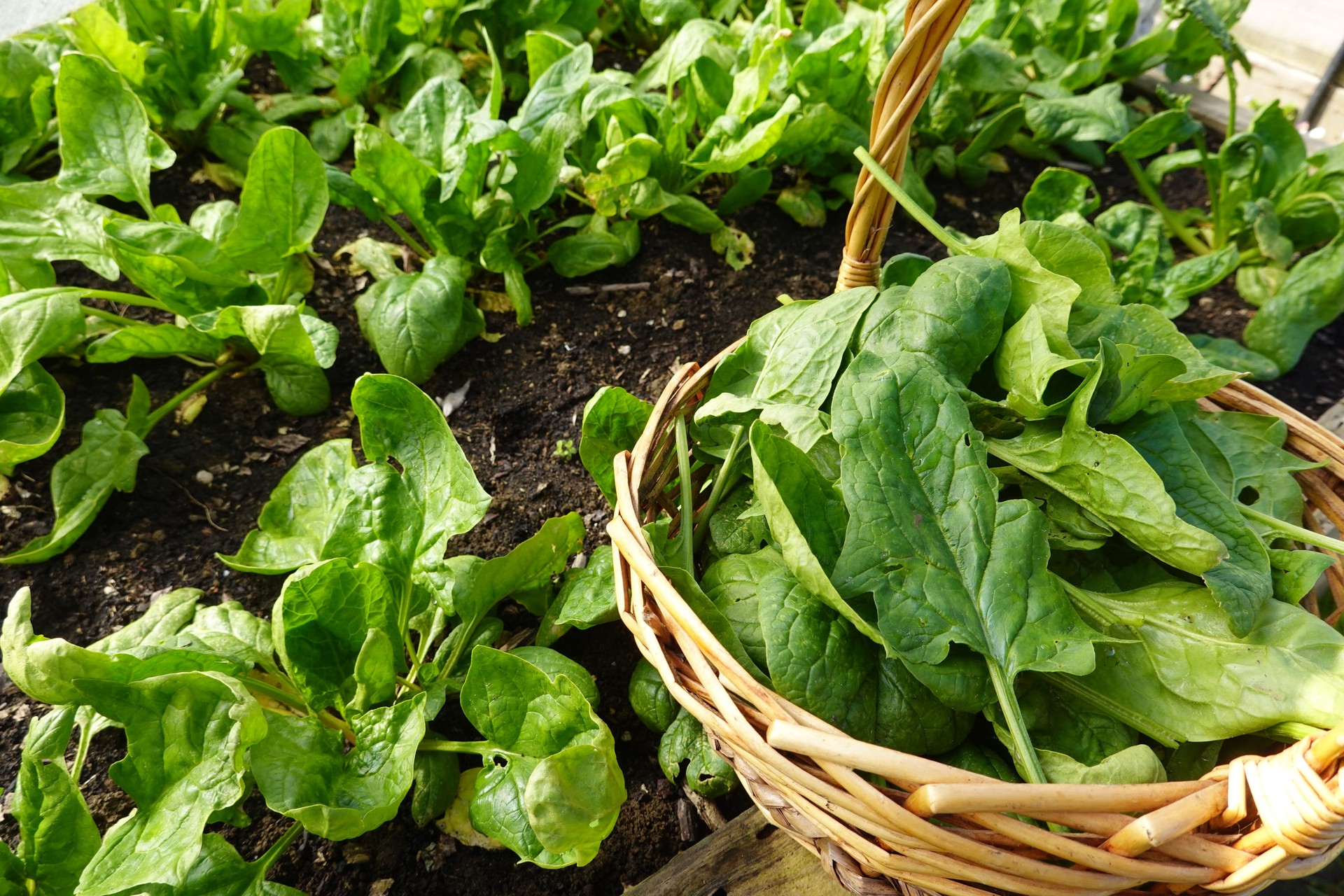 Harvesting Spinach in the ecological family urban garden