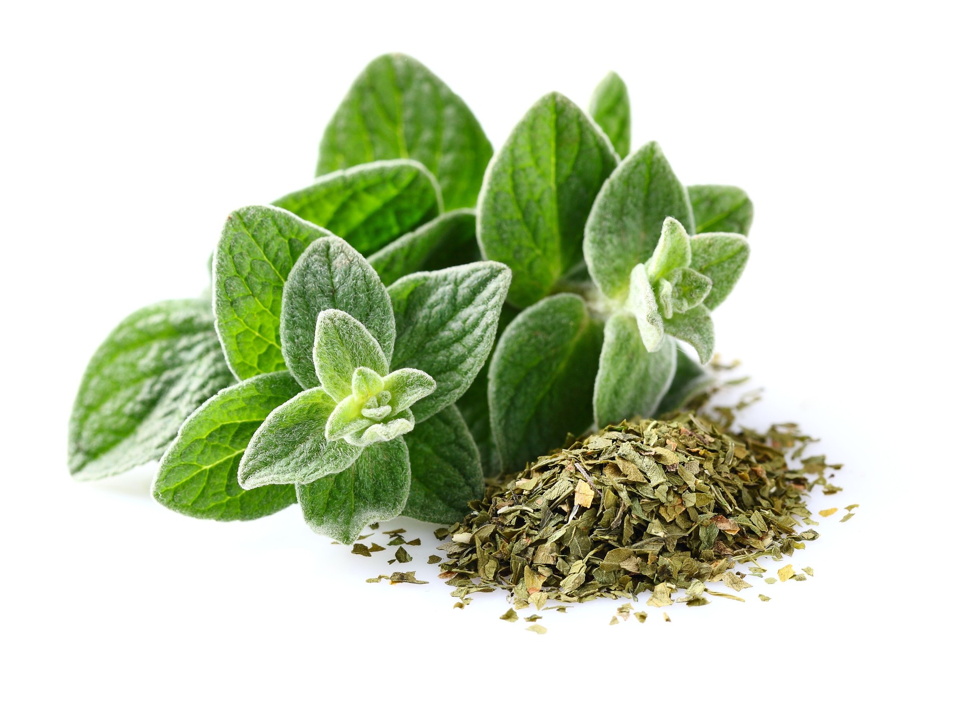 Bunch of ground oregano with green oregano leaves