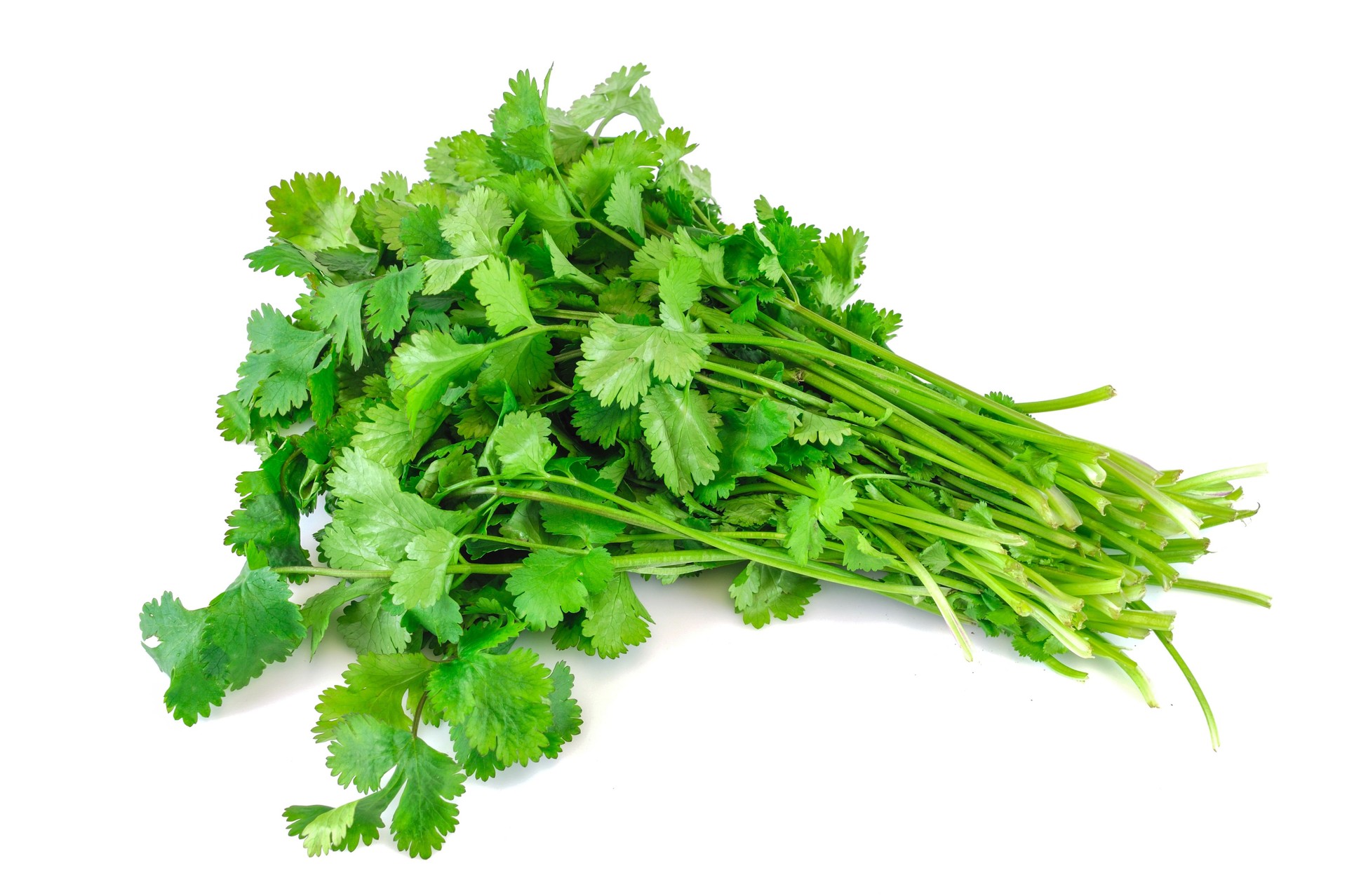 fresh cilantro isolated on white background